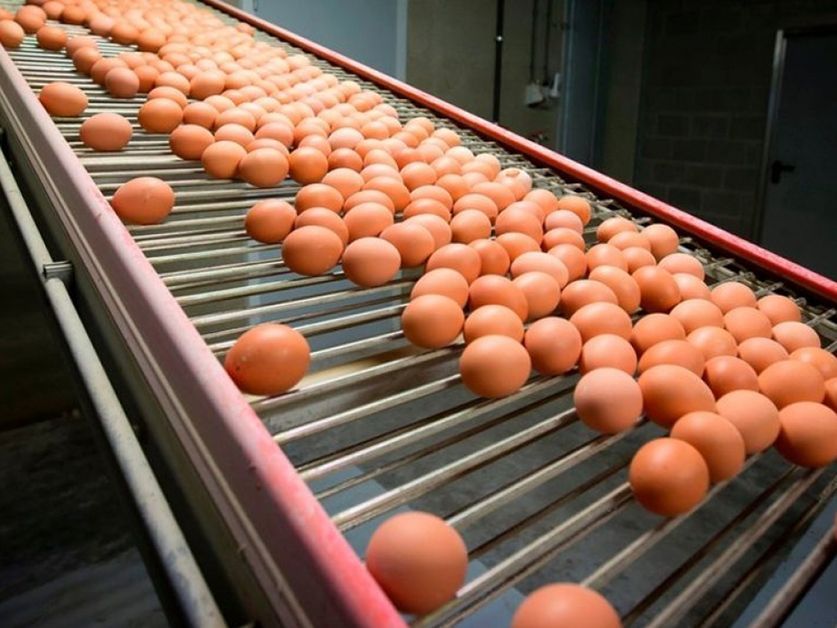Alemania es uno de los países afectados por los huevos contaminados 