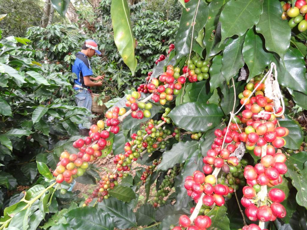 Productores de café en Honduras