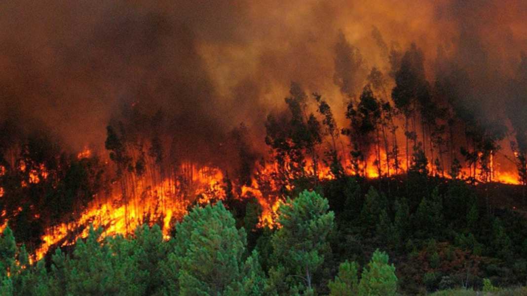 incendio en bosque de El Hatillo