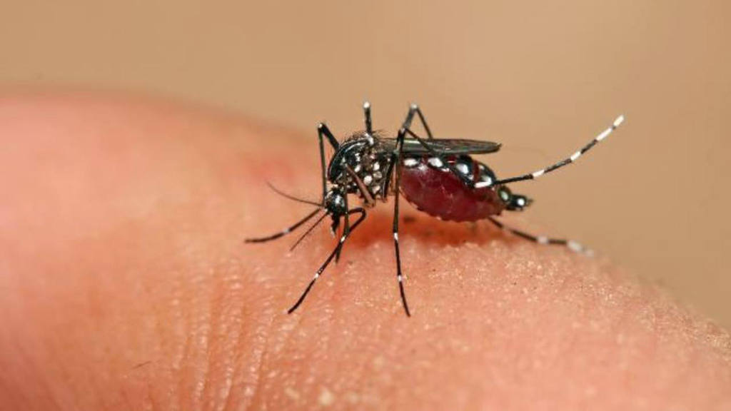 Incrementan los casos de Zika y dengue