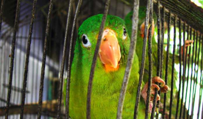 aves silvestres en Honduras