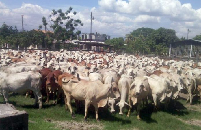 vacas OABI