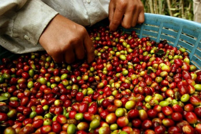 Producción de café Producción de café