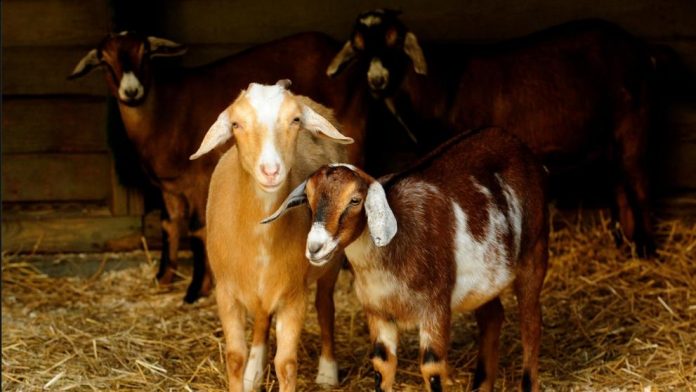 Cabras para limpiar parques Cabras para limpiar parques