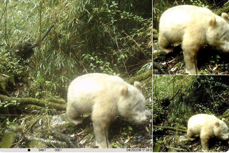 oso panda albino