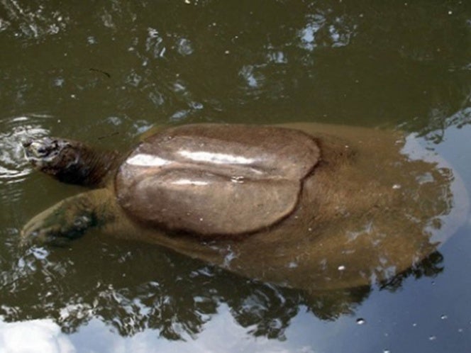 tortuga hembra de caparazón blando