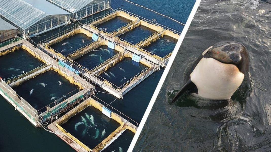cárcel de ballenas