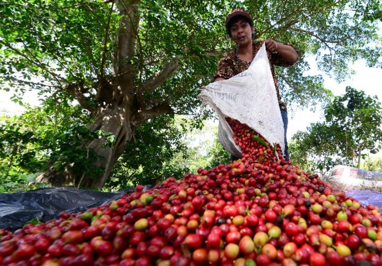 A más de 180 tendría que subir precio del café para