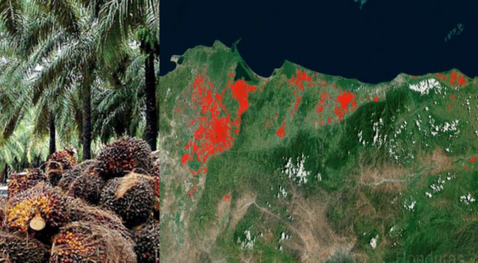 Palma Africana4