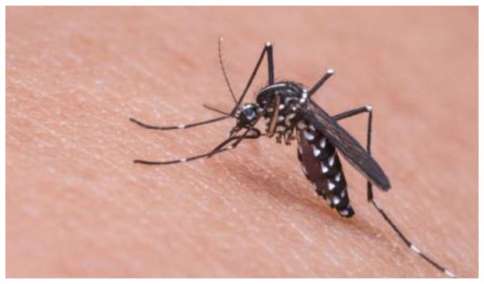 Encefalitis Encefalitis