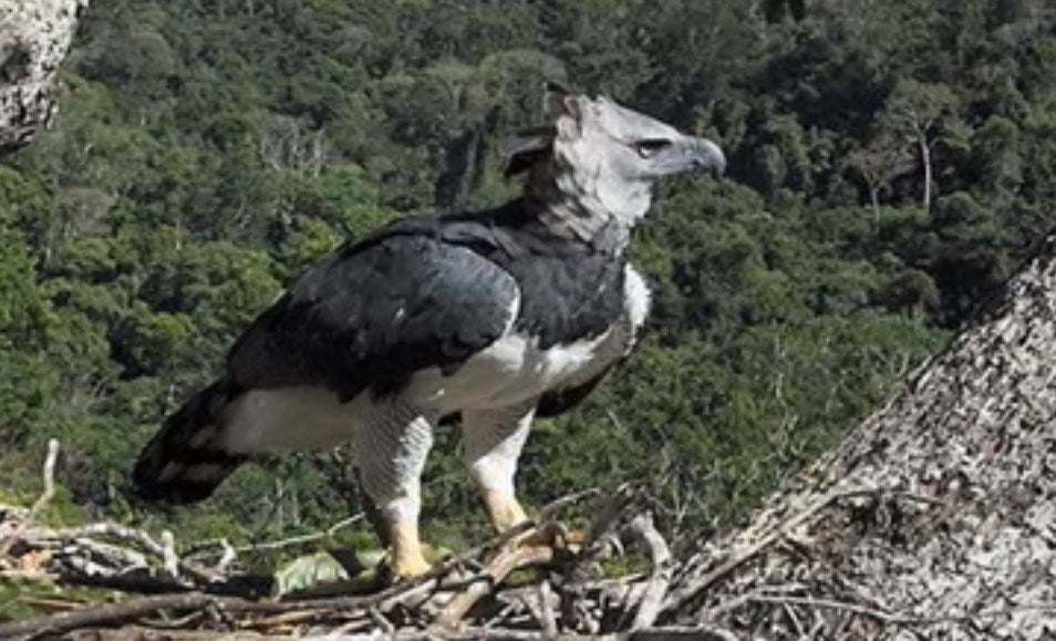 Confirmado! El águila harpía, una de las más grandes del mundo, está en  Honduras