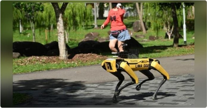perro perro