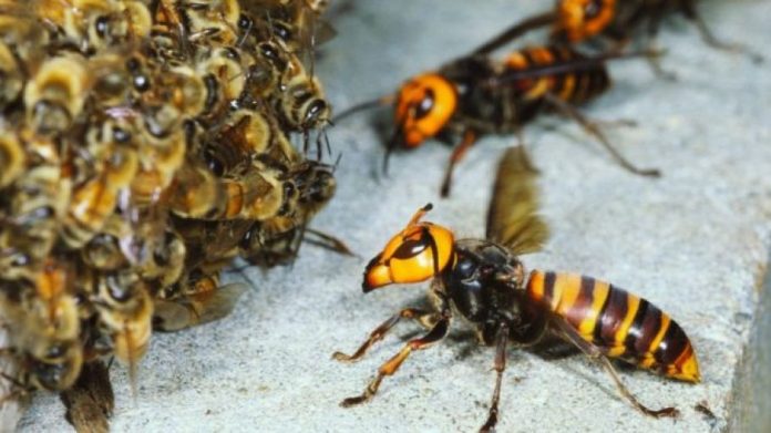 Avispa Gigante Asiática Avispa Gigante Asiática