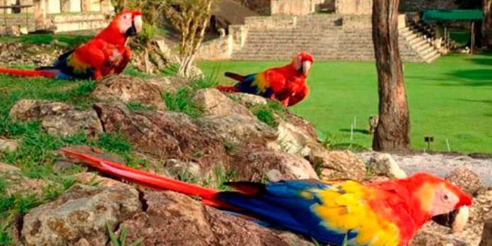 Guacamaya Roja Guacamaya Roja