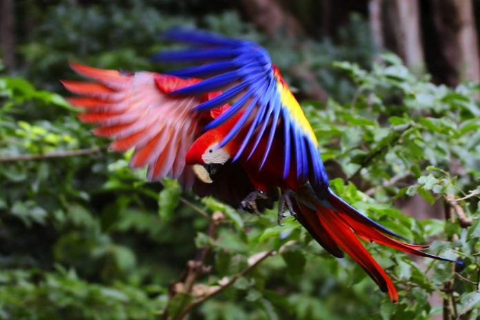 Guacamaya fest Guacamaya fest