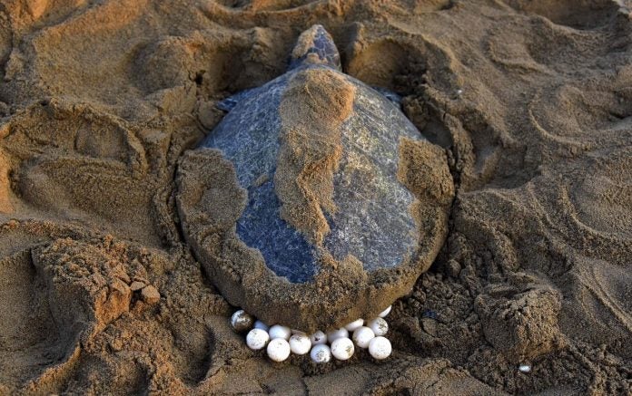 desove de tortugas marinas desove de tortugas marinas