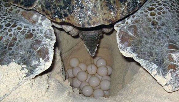 Las tortugas prefieren el horario nocturno para desovar, puesto que consideran que habrá menos interrupciones y peligros.