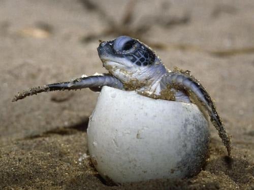 Cada dos años, las tortugas marinas vuelven a su playa favorita para iniciar el proceso de desove.
