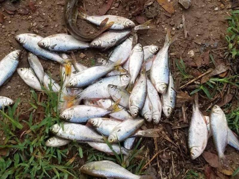 History Channel destaca lluvia de peces en Yoro; explican posible causa