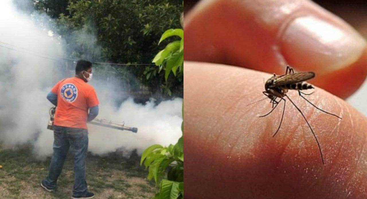 Dengue en San Pedro Sula