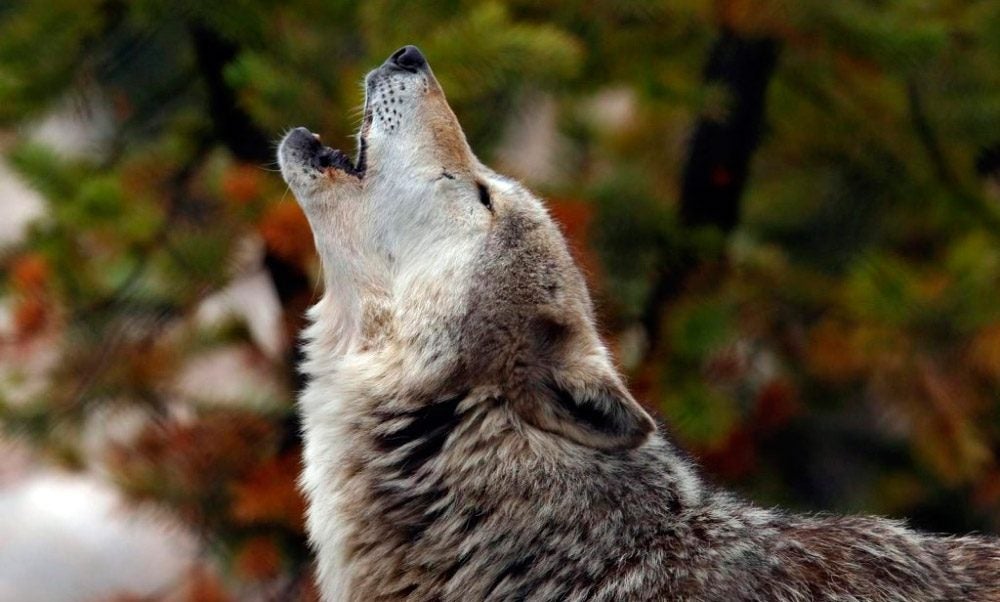 Estudio de la Universidad de Viena revela por qué aúllan los lobos