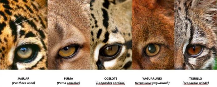 Felinos Felinos