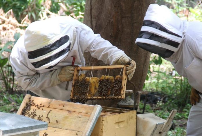 Abejas en SPS