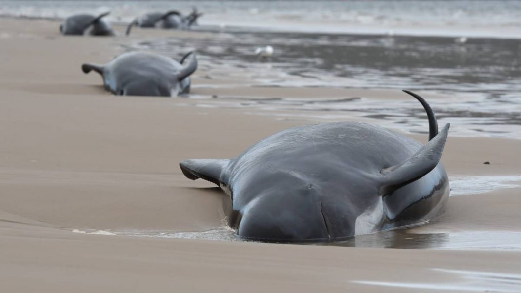 ballenas mueren en Australia