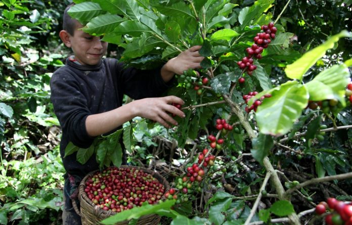 fideicomiso caficultores fideicomiso caficultores