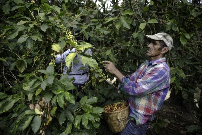 Carlos Umaña trabajadores cafetaleros Carlos Umaña trabajadores cafetaleros