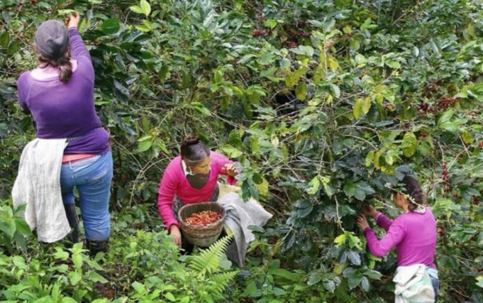 caficultores de honduras caficultores de honduras
