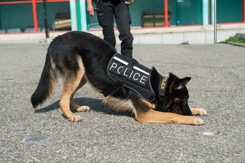 Perro policia