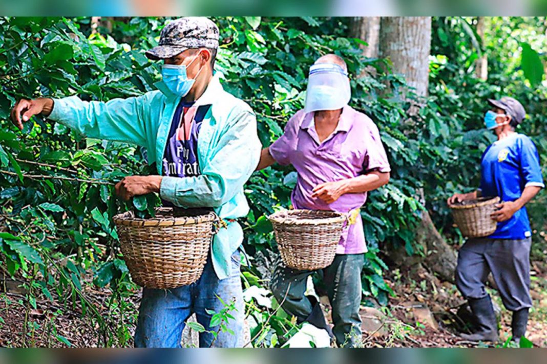 cortadores de café en Honduras