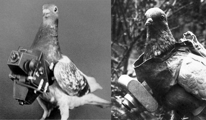 fotografías aéreas palomas fotografías aéreas palomas