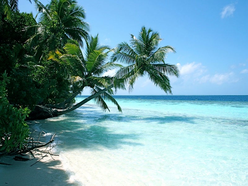 Beach with palmtrees
