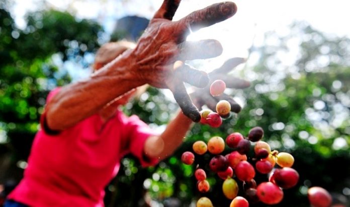 corteros de café Honduras corteros de café Honduras