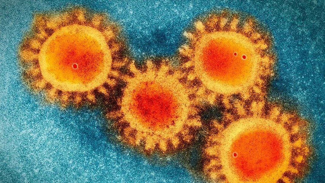 anticuerpos contra el coronavirus