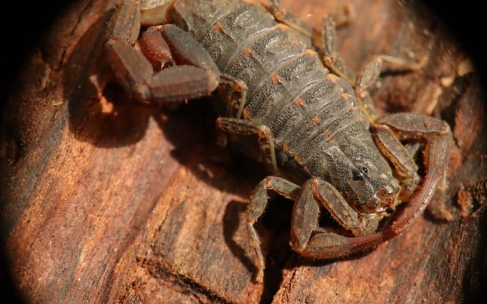 Una mutante de toxina de alacrán que inhibe la propagación de tres tipos de cáncer (mama, piel y próstata) es desarrollada por UNAM.