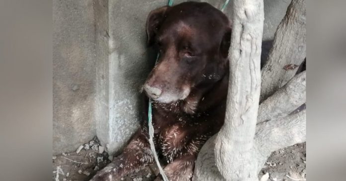rescatan perrito La Planeta Eta rescatan perrito La Planeta Eta