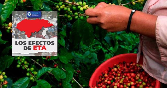 cultivos de café Eta cultivos de café Eta