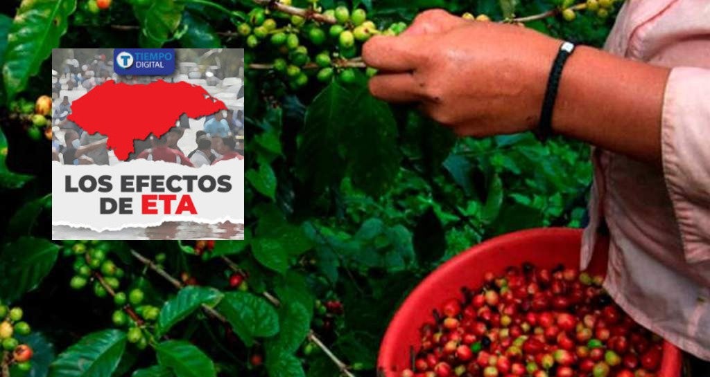cultivos de café Eta