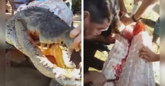 El Progreso cazan cocodrilo alimento El Progreso cazan cocodrilo alimento