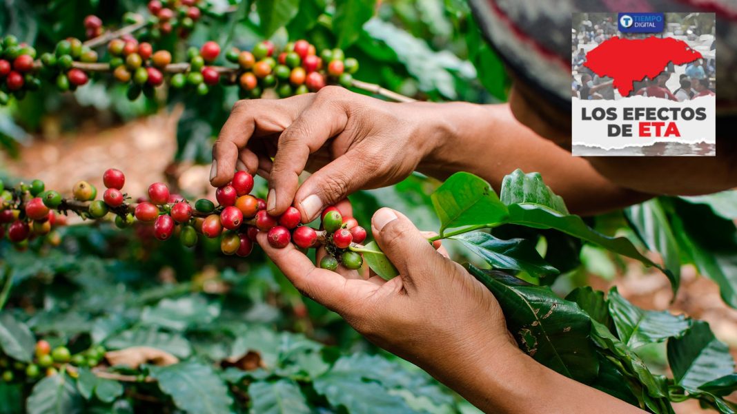 productores de café Eta Honduras