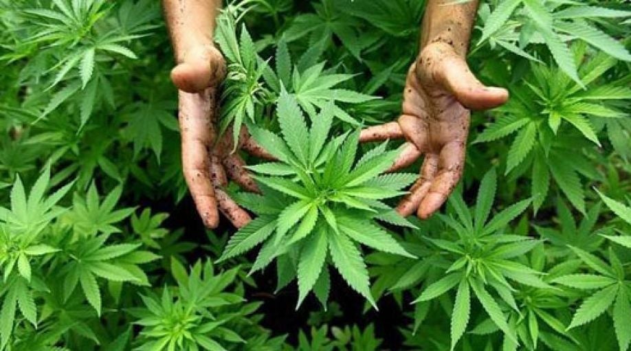 Honduras legalizar marihuana