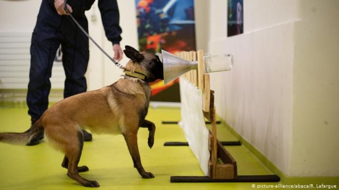 perros para detectar el COVID perros para detectar el COVID