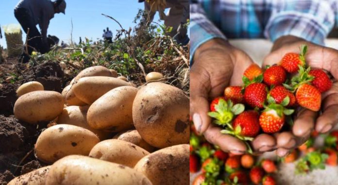 Honduras Taiwán acuerdo papa fresa Honduras Taiwán acuerdo papa fresa