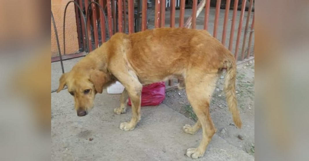 indigente violó perrito en Comayagua