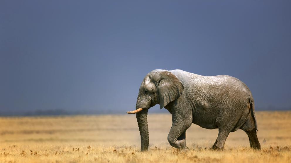 África elefantes en venta