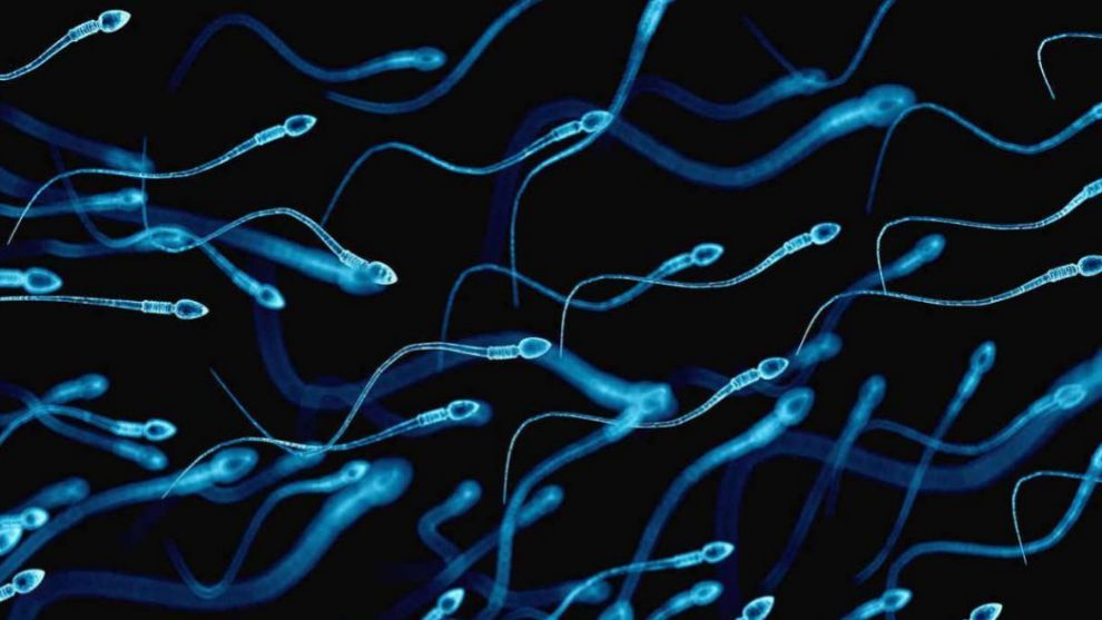 ¿El COVID afecta los espermatozoides?