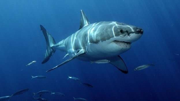 Un tiburón toro ataca a un hombre que nadaba en un río en Australia